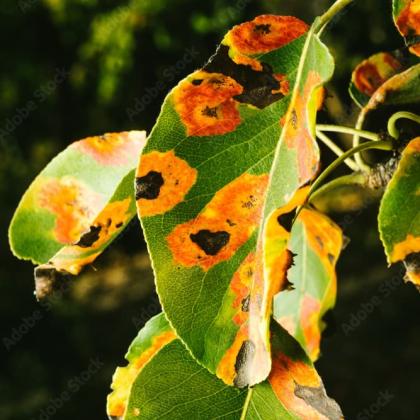 sick tree leaves